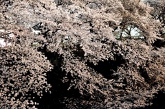 多摩川の桜