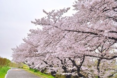 二ヵ領用水の桜