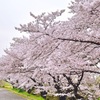 二ヵ領用水の桜
