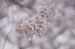 満開