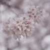 満開