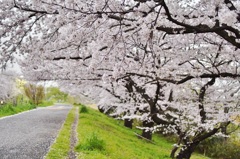 ニヵ領用水の桜