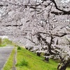 ニヵ領用水の桜