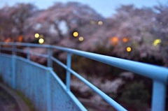 人工物と咲き乱れる桜