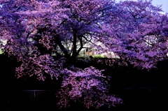 多摩川の桜