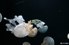 jellyfish family