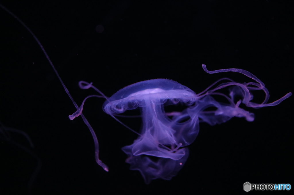 beauty of jellyfish