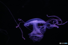 beauty of jellyfish