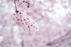 桜１