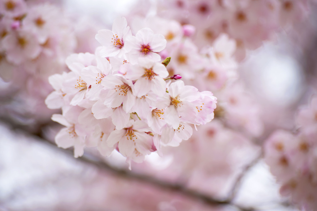 桜２