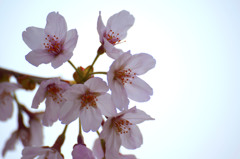 桜４