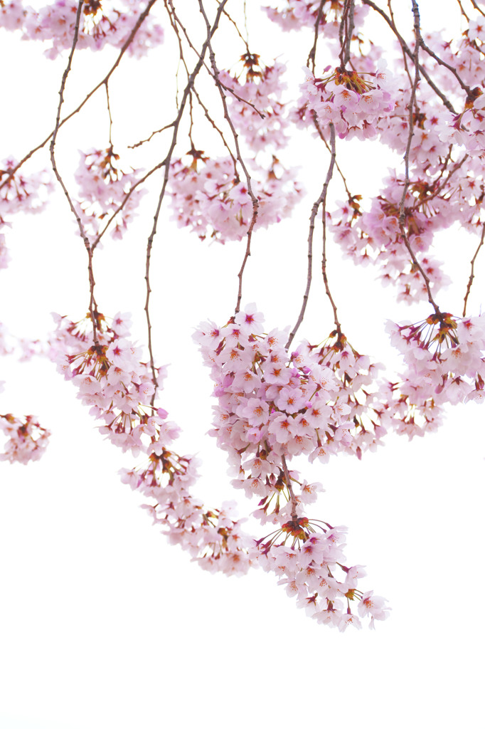 桜３