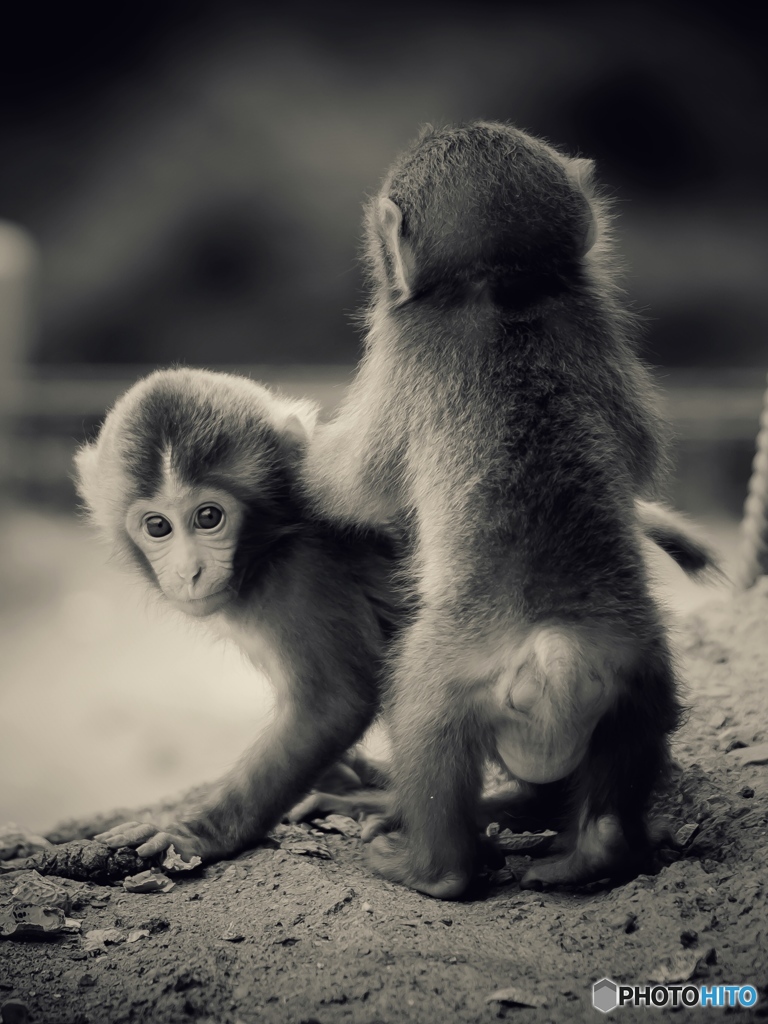 little monkey