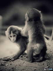 little monkey
