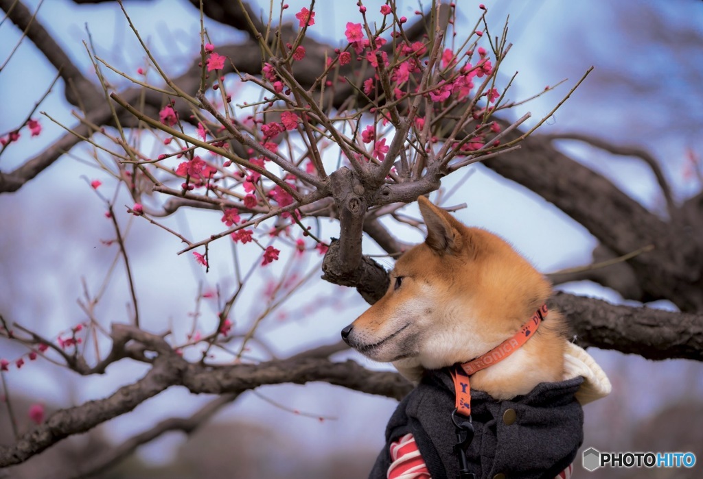柴犬と梅