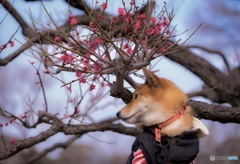 柴犬と梅