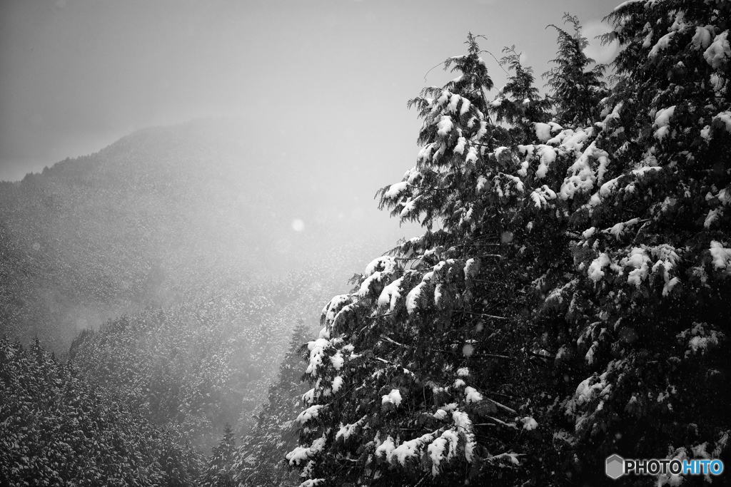 冠雪