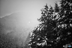 冠雪