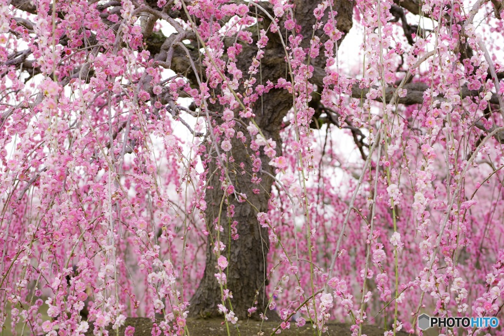 plum curtain