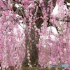 plum curtain