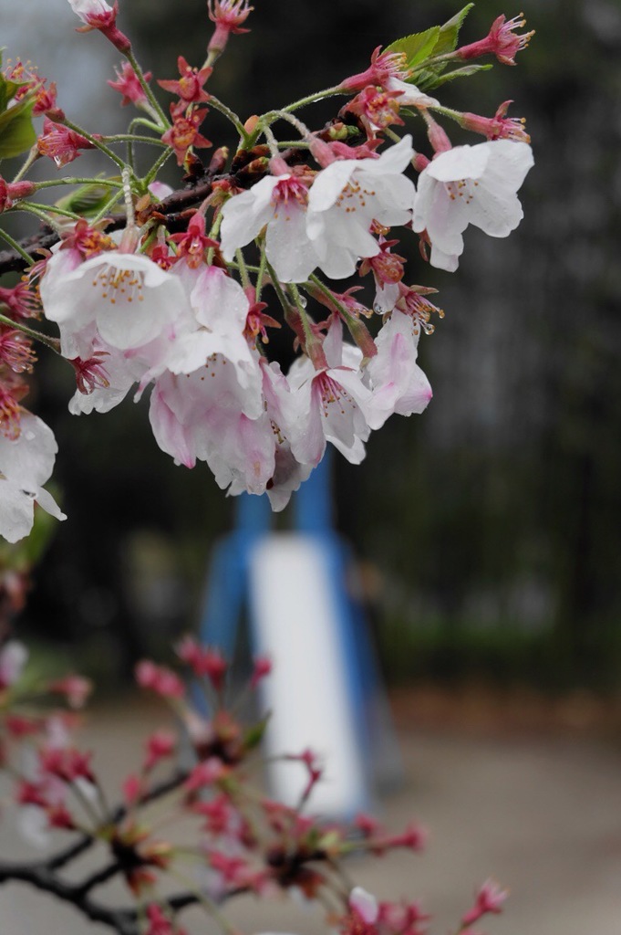 桜とブランコ