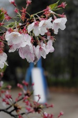 桜とブランコ