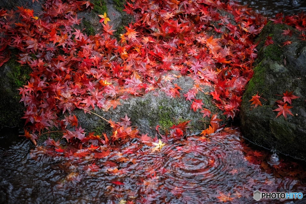 雨に濡れて