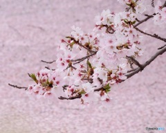 桜の海