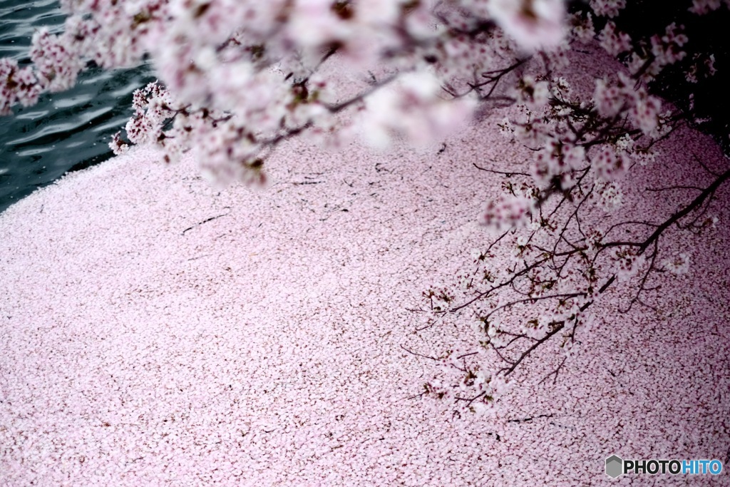 花筏