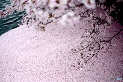 花筏
