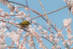 は〜るよ来い♬