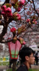 蕾