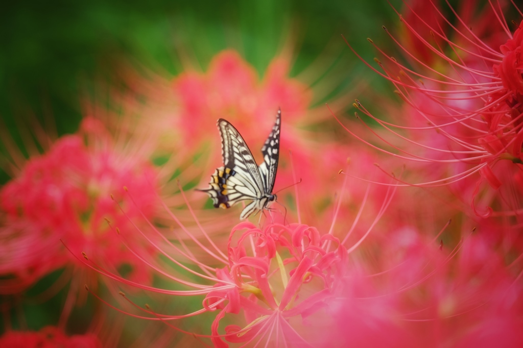 swallowtail butterfly 