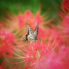 swallowtail butterfly 