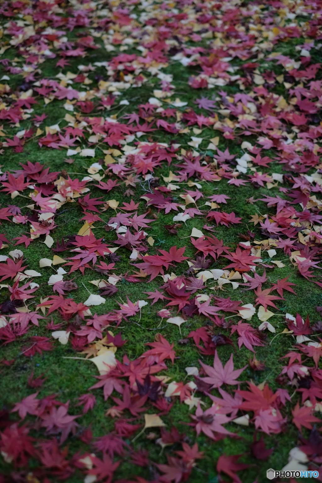 Momiji Candy
