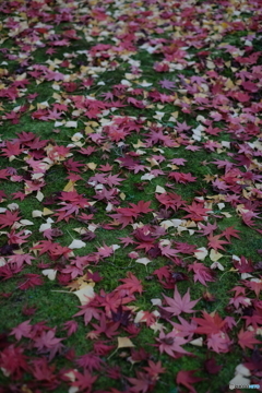 Momiji Candy