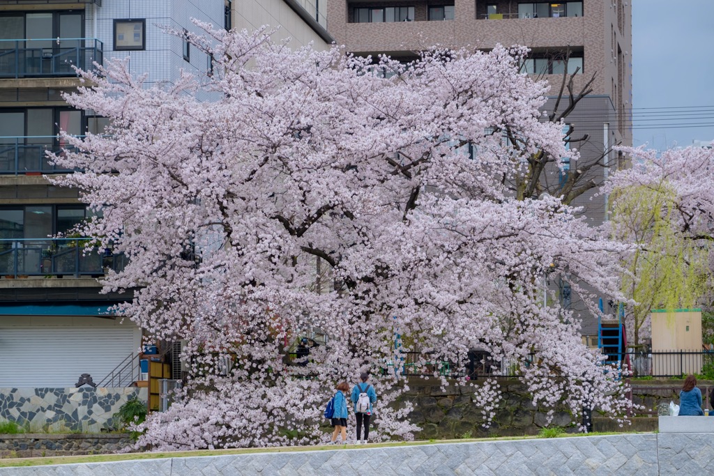 桜樹木