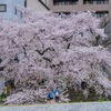 桜樹木