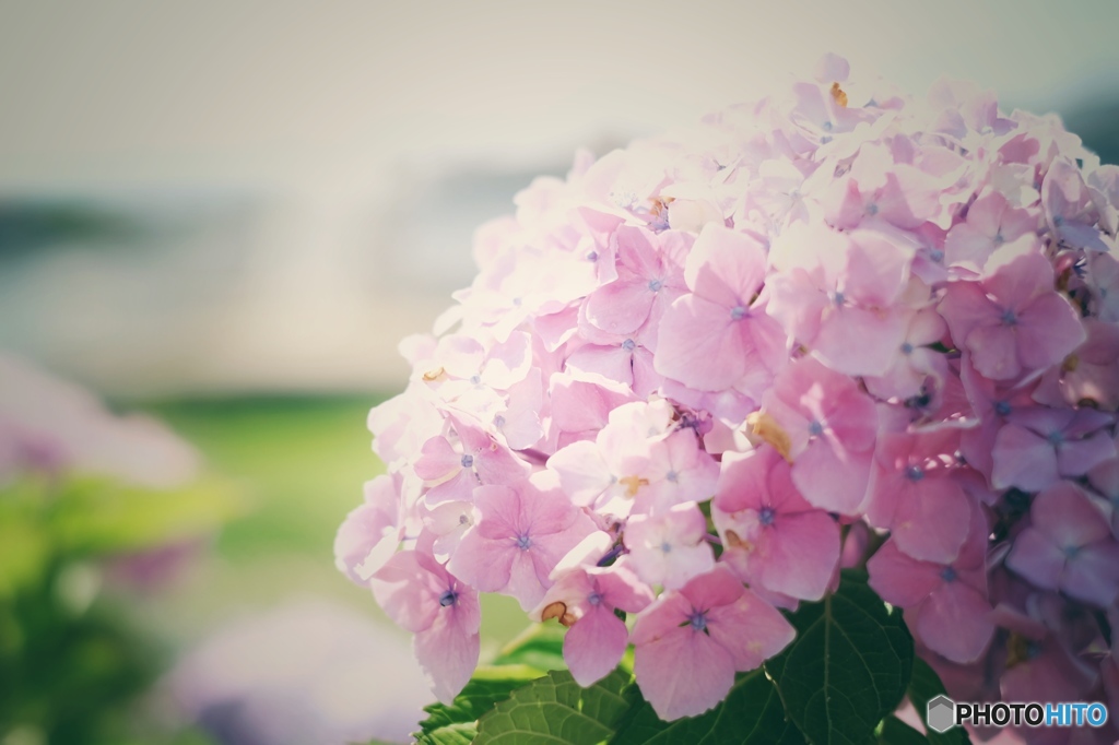 紫陽花