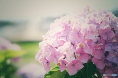 紫陽花