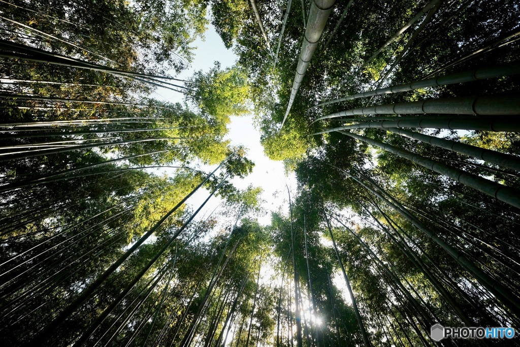 竹林