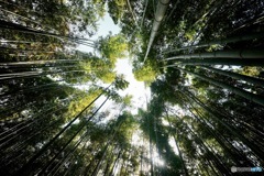 竹林