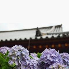 初夏