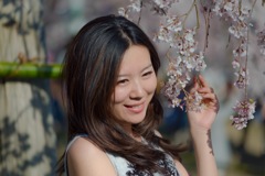 枝垂れ桜 portrait