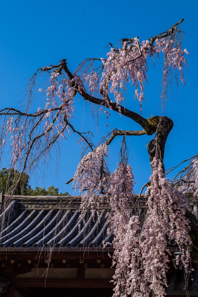 氷室神社