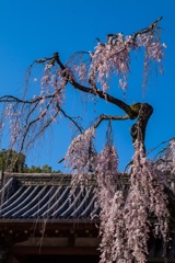 氷室神社