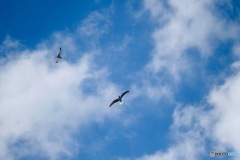 freedom