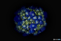 紫陽花