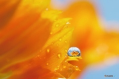 Water drops