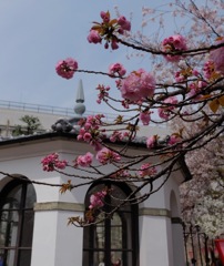 造幣局の桜